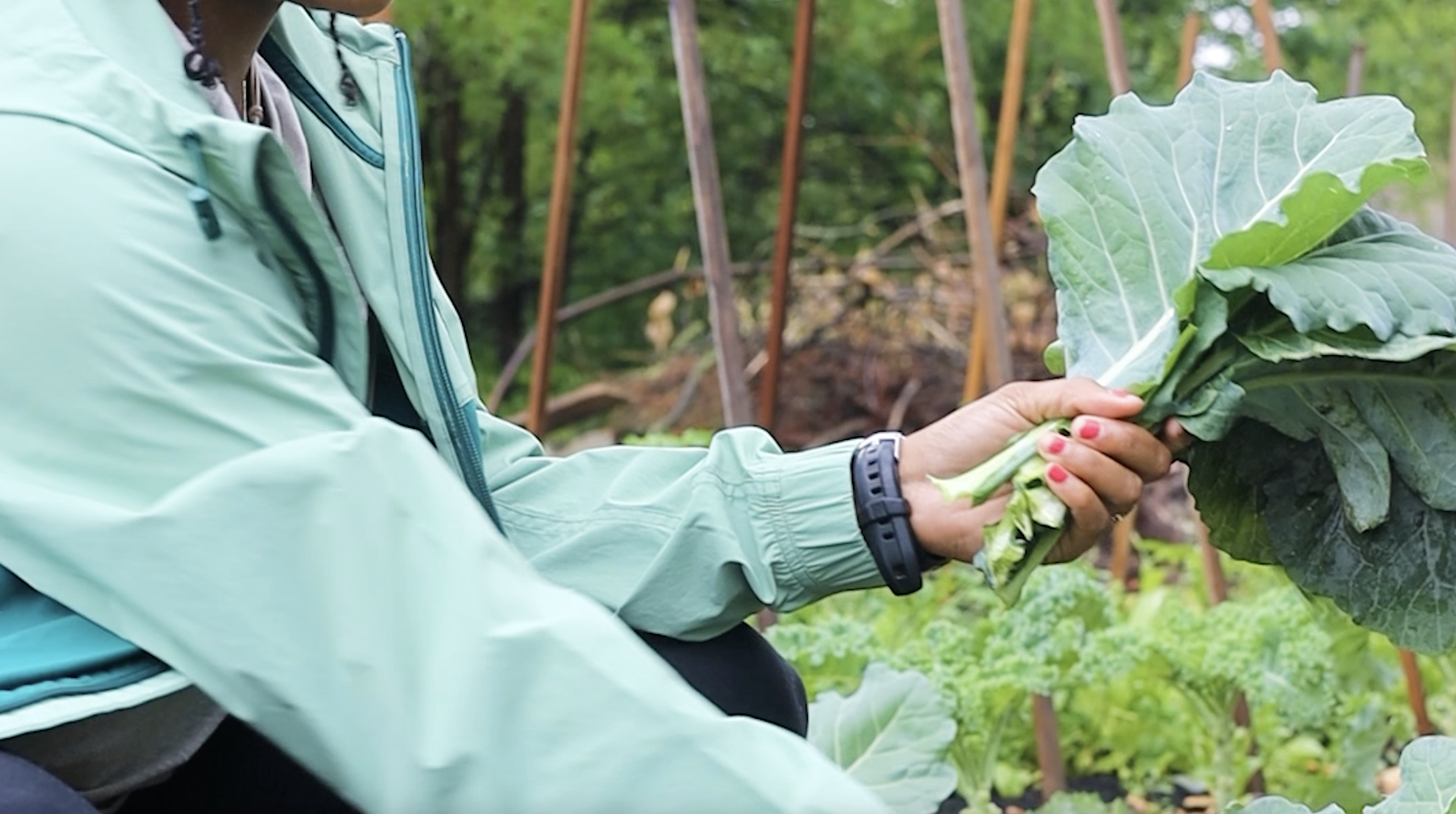 A person wearing a bright green raincoat clutches a bunch of kale. Their head is out of frame. Behind them is a smattering of other greens and supportive sticks that help growing plants.