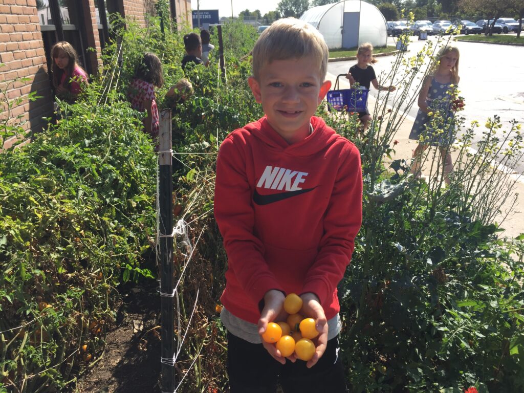 A child in a red sweatshirt holds ripe tomatoes.