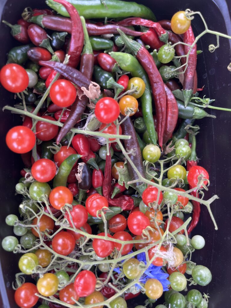 A container filled with red and green chili peppers and tomatoes.