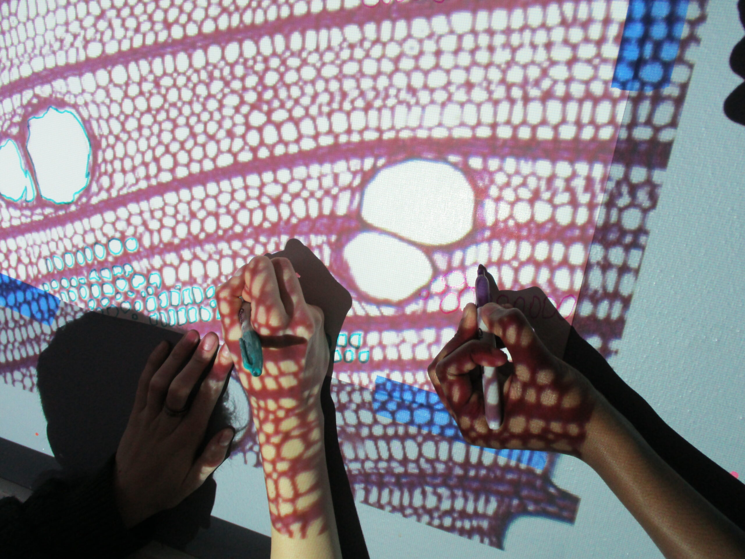 Hands using markers to trace a projection of a drawing on a white wall.