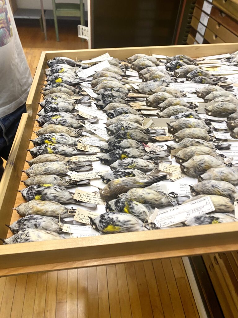 Rows of deceased birds from the year 2023 lined up in a shallow wooden drawer. Each bird has a tag labeling its species and where it was found.