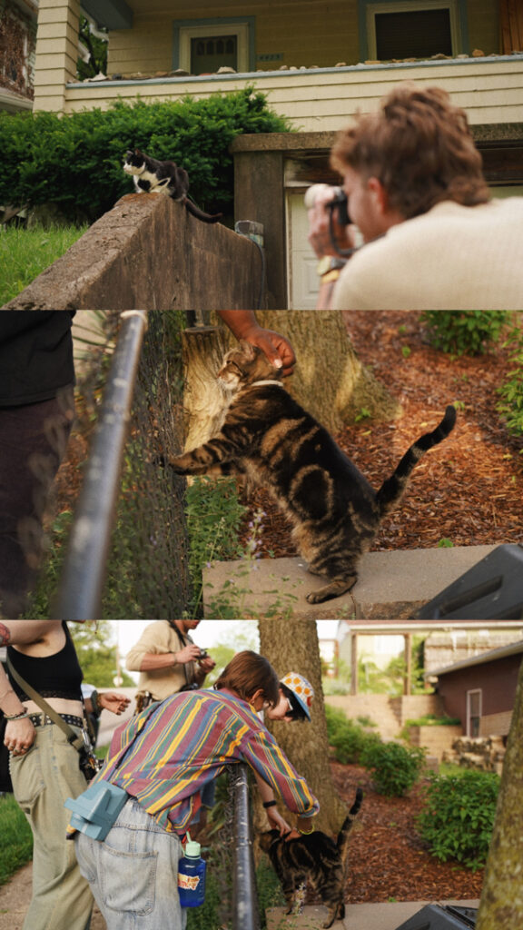 A collage of three images shows people interacting with cats outdoors. One cat sits on a ledge, and another is petted by people near a fence.