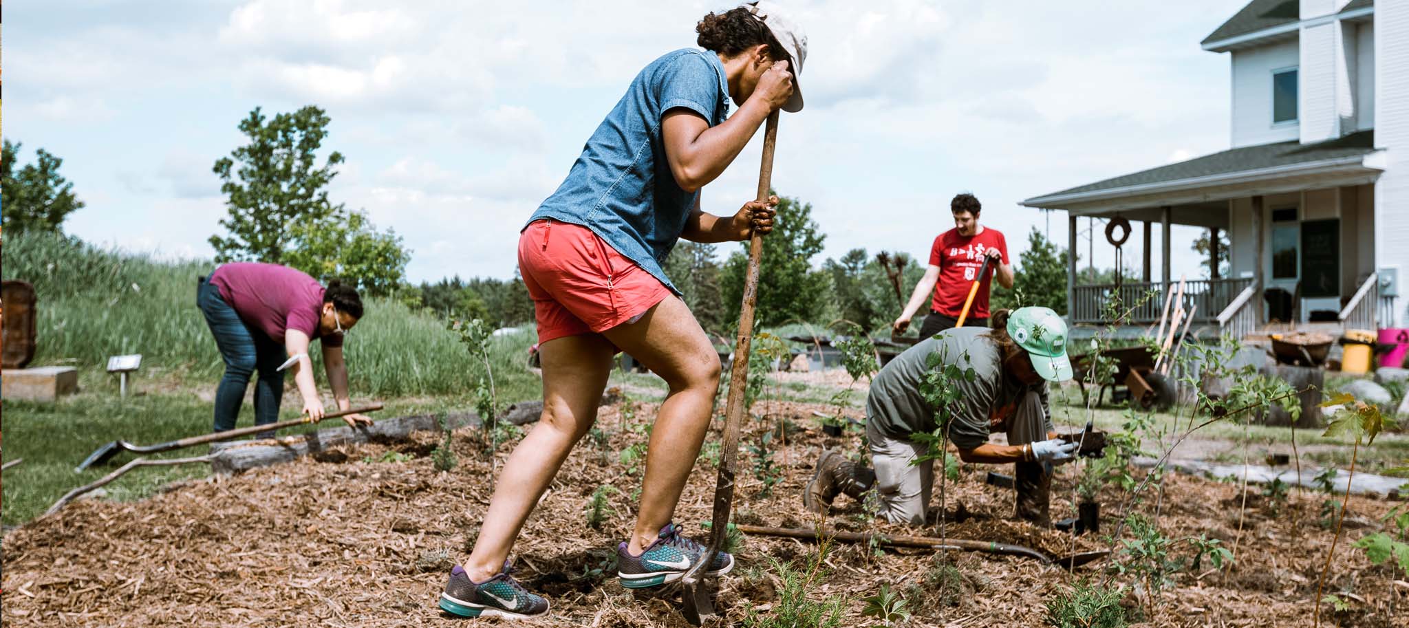 People work together to plant trees in a patch, some shoveling and one planting with gloves on.