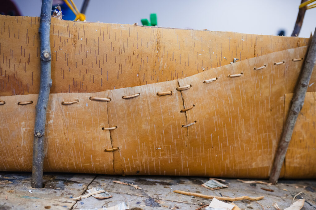 A close detail of stitching on a birch bark canoe in the middle of a build