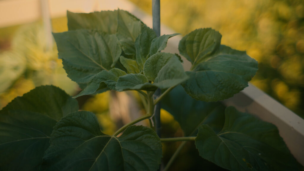 Plant leaves.