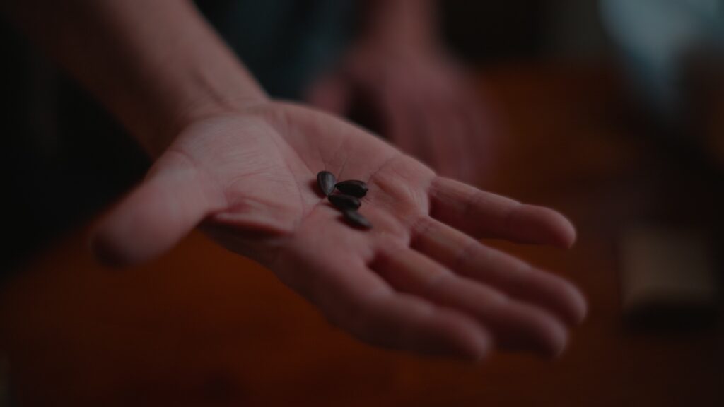 An outstretched hand holding four sunflower seeds.